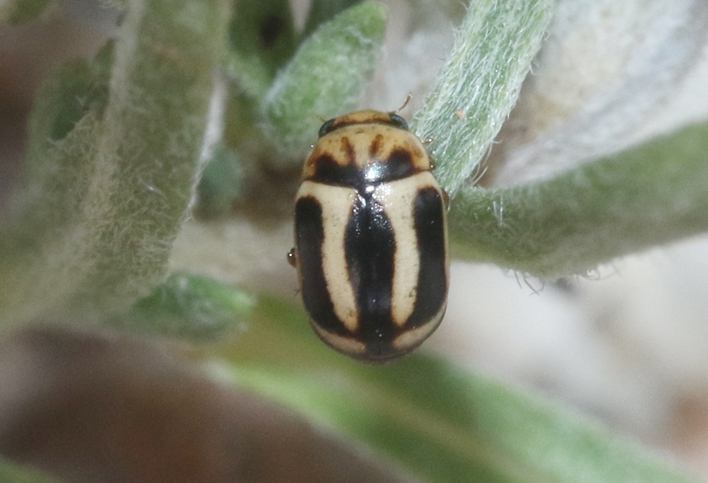 Hyperaspidius hercules