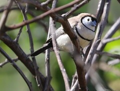 Stizoptera bichenovii