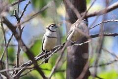 Stizoptera bichenovii