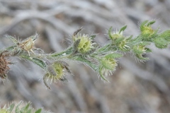 Lappula occidentalis