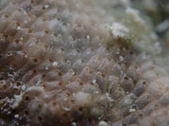 Stylopoma