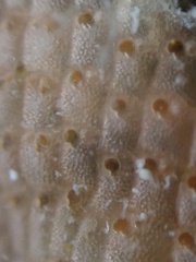 Stylopoma
