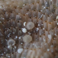 Stylopoma