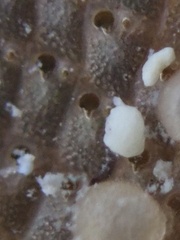 Stylopoma