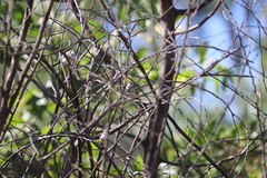 Stizoptera bichenovii