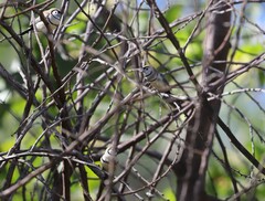 Stizoptera bichenovii