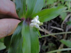 Tripogandra serrulata