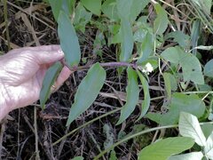 Tripogandra serrulata