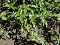 Tripogandra serrulata