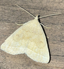 Zanclognatha jacchusalis