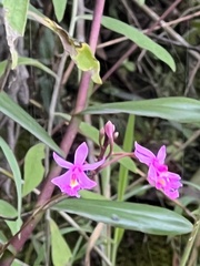 Epidendrum