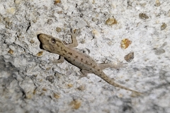Hemidactylus frenatus