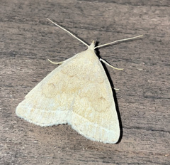 Zanclognatha jacchusalis