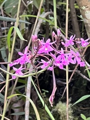 Epidendrum