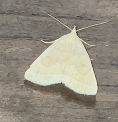Zanclognatha jacchusalis