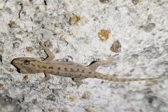 Hemidactylus frenatus