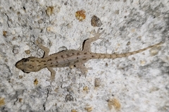 Hemidactylus frenatus