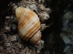 Nucella canaliculata