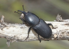 Scyphophorus acupunctatus