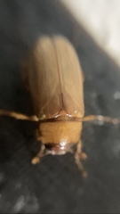 Phyllophaga