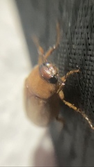 Phyllophaga