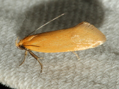 Telocharacta hemicroca