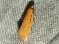 Telocharacta hemicroca