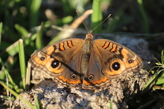 Junonia genoveva hilaris