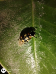 Eriopis serrai