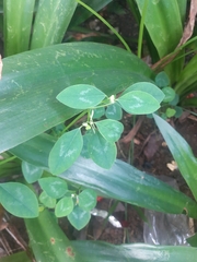 Euphorbia graminea