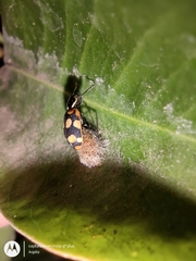 Eriopis serrai