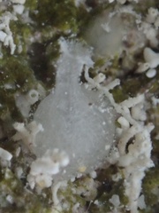 Calcarea