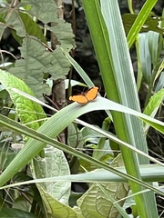 Tegosa