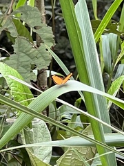 Tegosa