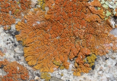 Xanthomendoza trachyphylla