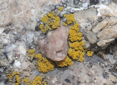 Candelariella rosulans