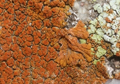 Xanthomendoza trachyphylla