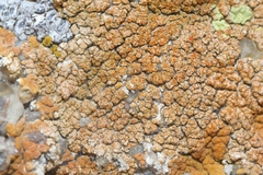 Xanthomendoza trachyphylla