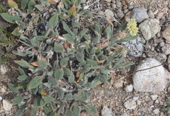 Eriogonum flavum