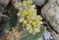 Eriogonum flavum