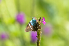 Astraptes fulgerator