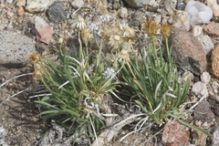 Stenotus armerioides