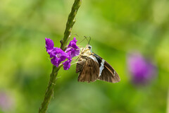 Astraptes fulgerator