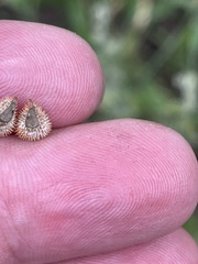 Cynoglossum officinale