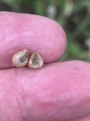 Cynoglossum officinale