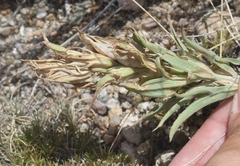 Castilleja sessiliflora