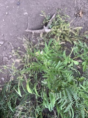 Polemonium foliosissimum