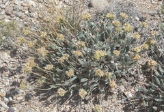 Eriogonum flavum