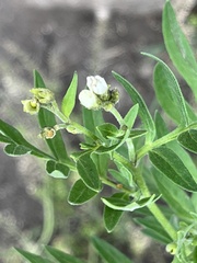 Polemonium foliosissimum
