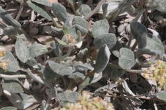 Eriogonum flavum